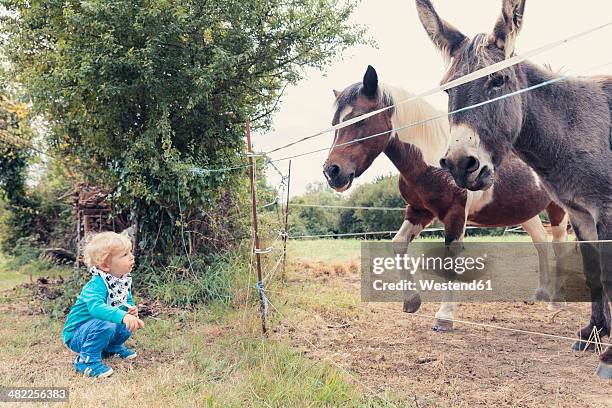 little boy watching a horse and a donkey - ass boy stock pictures, royalty-free photos & images