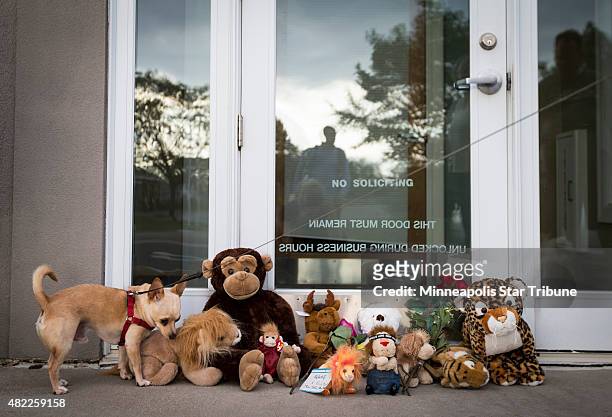 Bernie the dog sniffs stuffed animals placed at the front door of River Bluff Dental on Tuesday, July 28, 2015 in Bloomington, Minn. River Bluff...