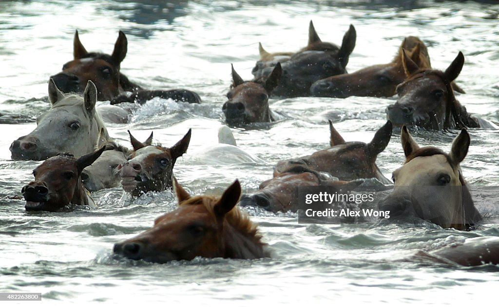 Assateague Wild Ponies Swim To Chincoteague Island In Annual Rite