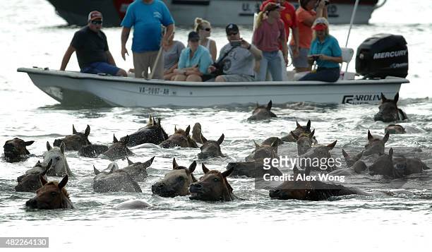 Wild ponies are herded into the Assateague Channel during the annual pony swim event from Assateague Island to Chincoteague on July 29, 2015 in...