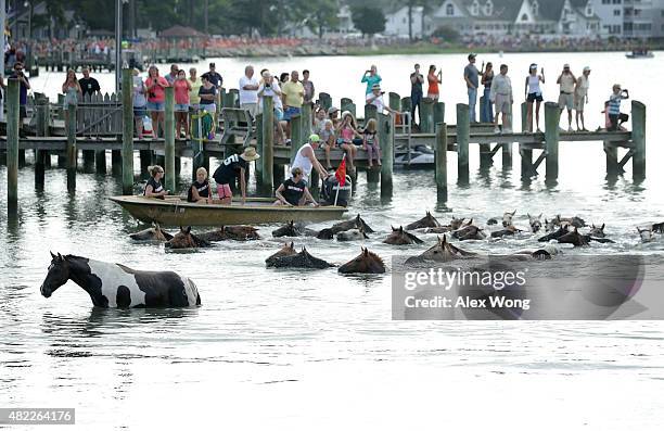 Wild ponies come ashore from the Assateague Channel during the annual pony swim event from Assateague Island to Chincoteague on July 29, 2015 in...