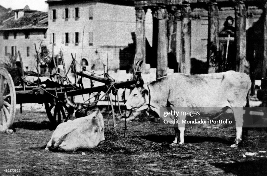 Roman Cow The oxes of a cart grazing in the Roman Forum cows' ground. Rome ...