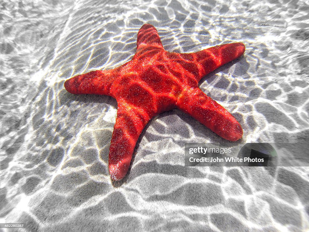 Starfish underwater in shallow water. Australia.