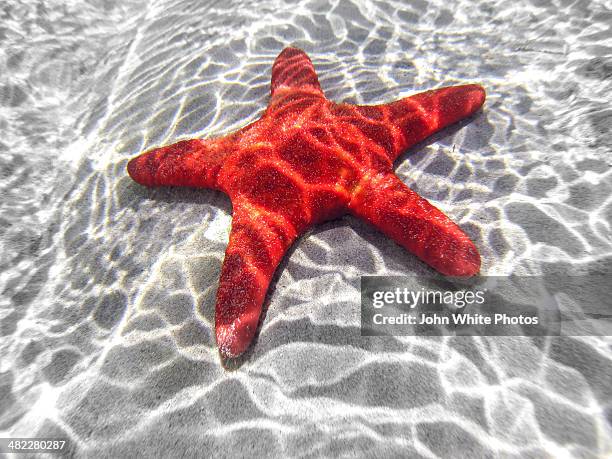 starfish underwater in shallow water. australia. - starfish stock pictures, royalty-free photos & images