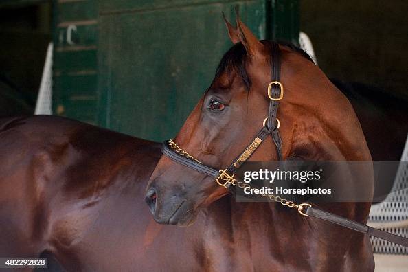 Triple Crown Winner American Pharoah Arrives for Sunday's William Hill Haskell Invitational Triple Crown Winner American Pharoah Arrives for Sunday's William Hill Haskell Invitational