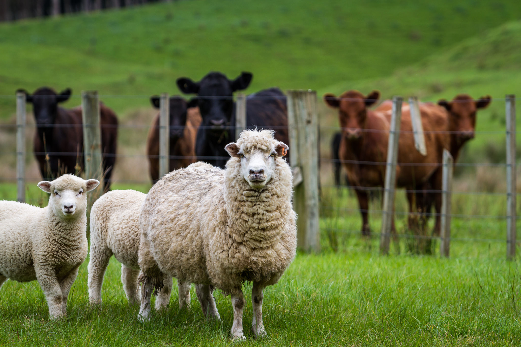 Sheep and cattle Sheep and cattle