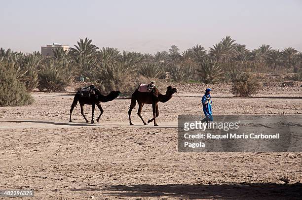 Berber man with camels walking on the hammada desert.