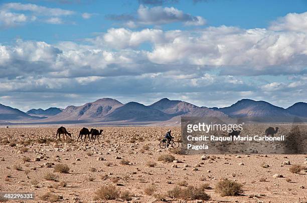 Camels on the hammada desert landscape around Figuig oasis.