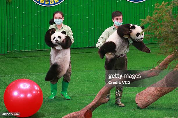 Ceremony for celebrating the only living panda triplets' 1st birthday at Chimelong Safari Park on July 29, 2015 in Guangzhou, China. Female panda...