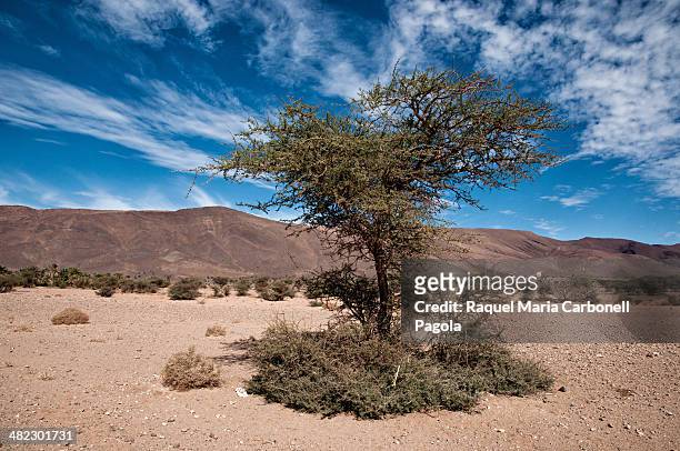 Beautiful acacia tree in the hammada desert.