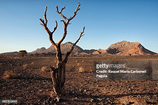 Hammada desert landscape.