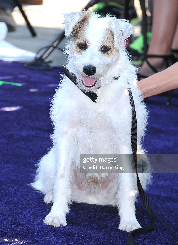2015 Summer TCA Tour - Hallmark Channel and Hallmark Movies And Mysteries
