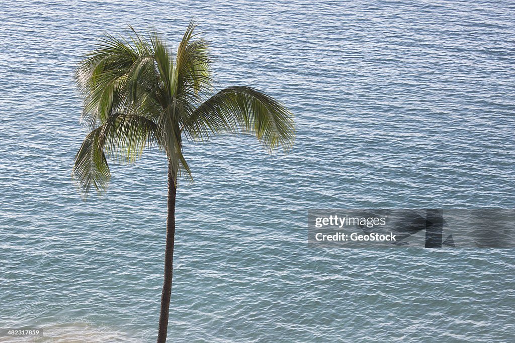 Elevated view, coconut palm