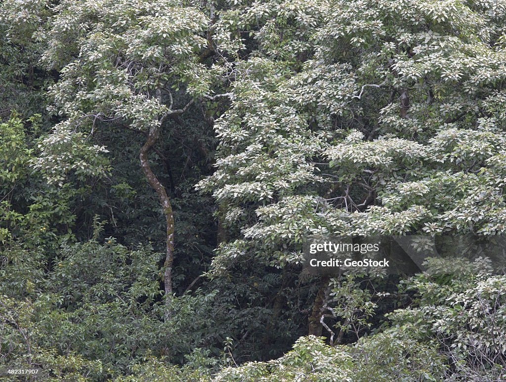 Tree canopy