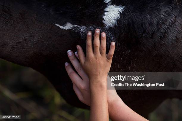 Spectators reach out to touch the Chincoteague Ponies after they swam across the Assateague Channel during the 90th annual pony swim on Chincoteague...