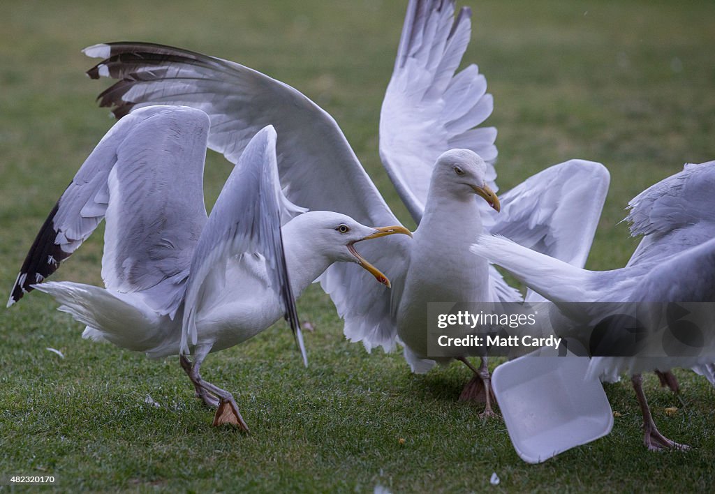 Seagull Attacks Being Reported From Coastal Towns This Summer