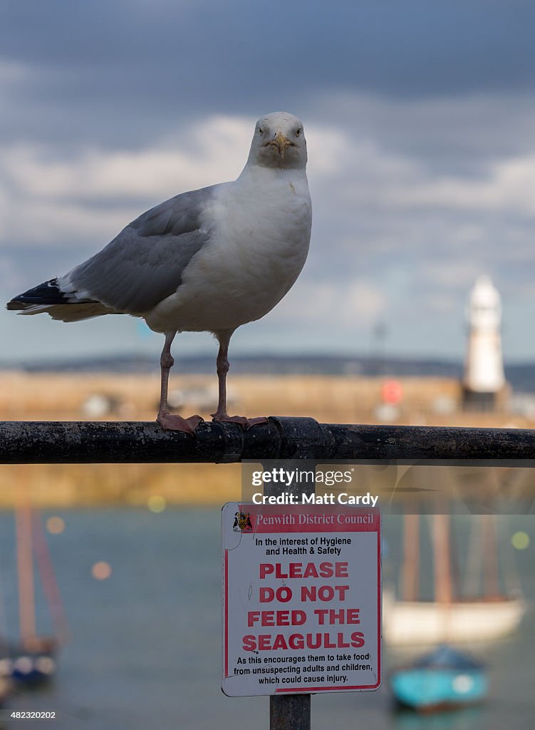 Seagull Attacks Being Reported From Coastal Towns This Summer