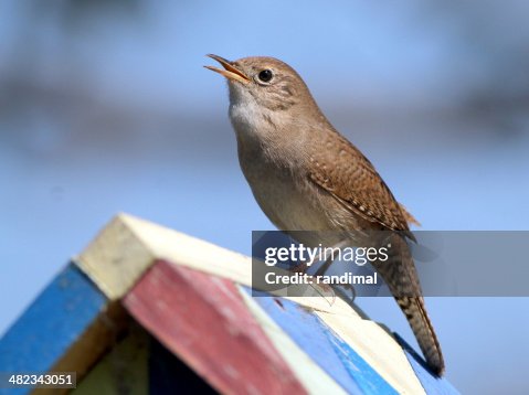 House Wren on a Birdhouse House Wren on a Birdhouse