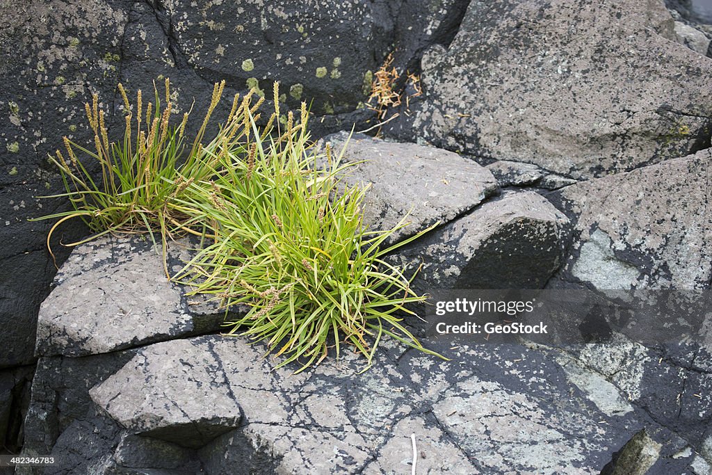 Grass growing, rocky shoreline