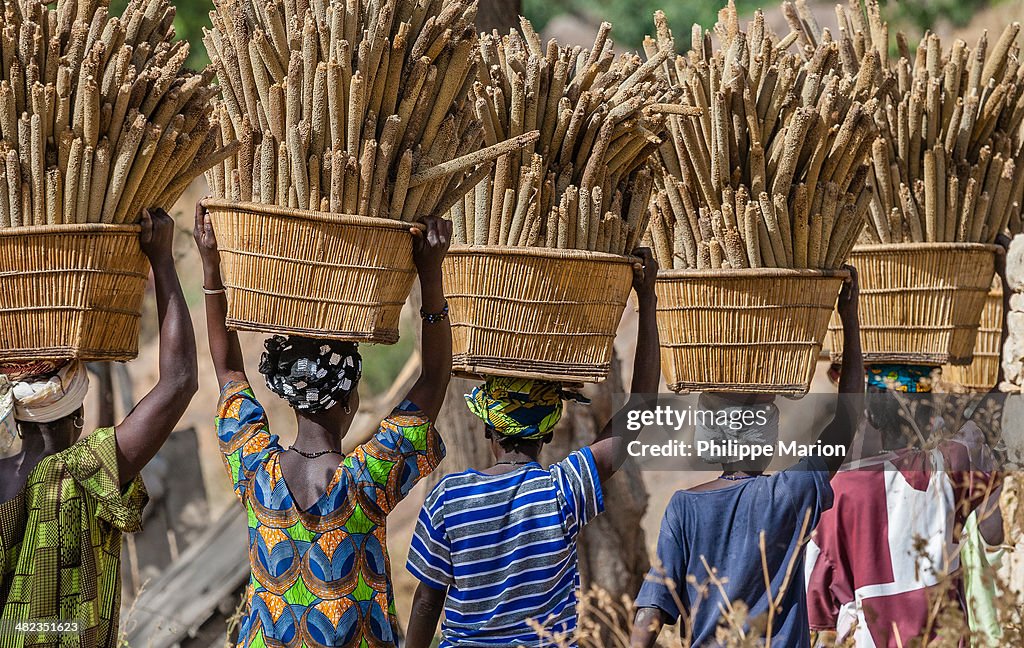 Dogon women carrying millet to the village - Mali