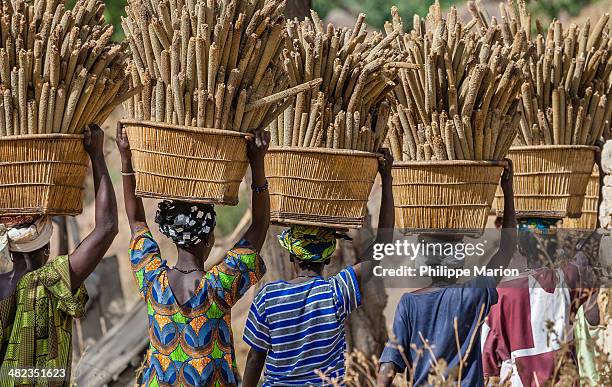 dogon women carrying millet to the village - mali - dogon stock pictures, royalty-free photos & images