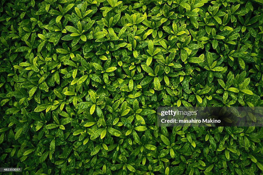 Green Leaves