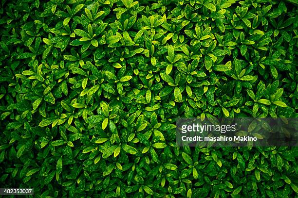 green leaves - green leaf stock pictures, royalty-free photos & images
