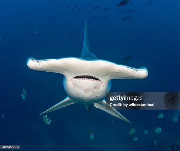 hammerhead blind spot - cocos island costa rica 個照片及圖片檔