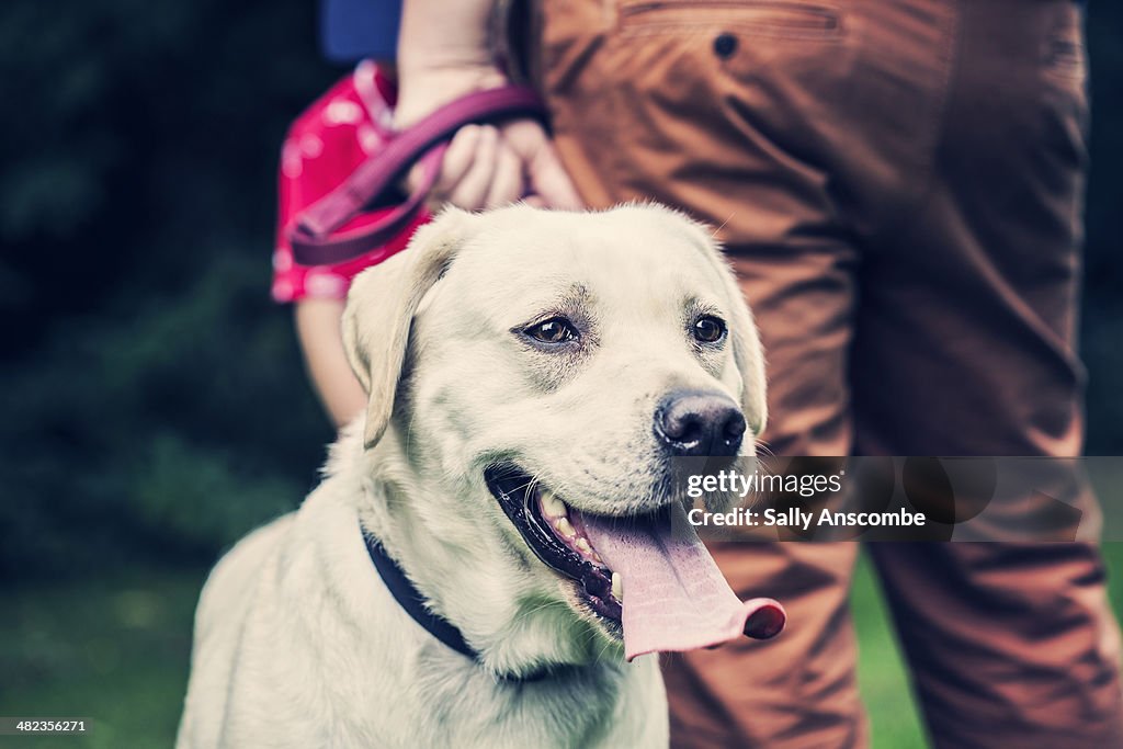 Golden Labrador dog