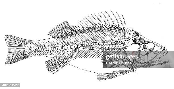 ilustraciones, imágenes clip art, dibujos animados e iconos de stock de anticuario ilustración de pescado de skeleton - fish skeleton