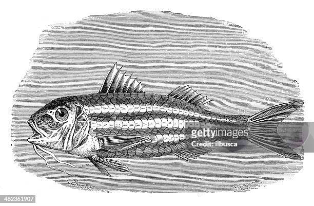 antique illustration of striped red mullet (mullus surmuletus) - mullet fish stock illustrations