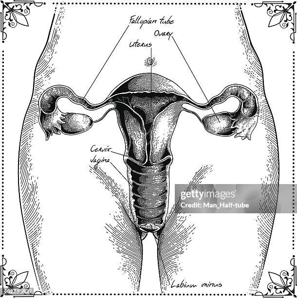 uterus - anatomy stock illustrations