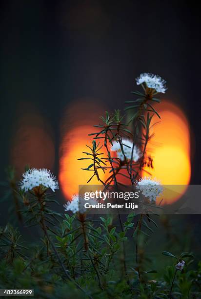Labrador Tea Sunset 62 Labrador Tea Stock Photos, High-Res Pictures, and Images - Getty Images