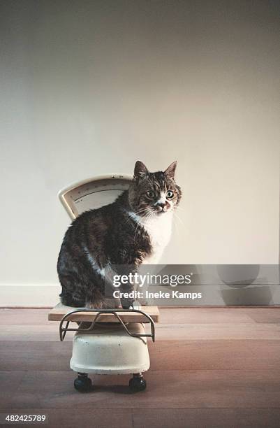 cat on a scale - animal scale photos et images de collection