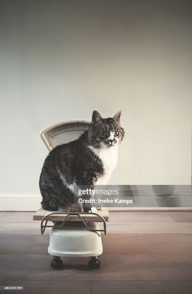 Cat on a scale