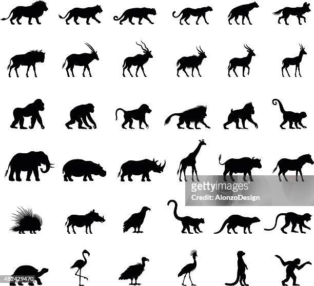 afrikanische tiere silhouetten - klammeraffe stock-grafiken, -clipart, -cartoons und -symbole