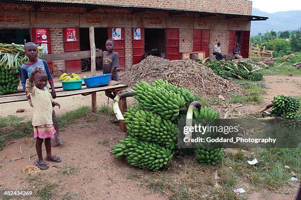 uganda: banana market - uganda stock pictures, royalty-free photos & images