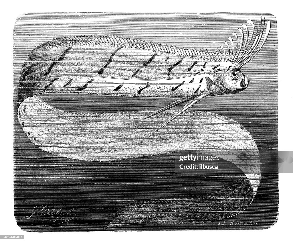 Antique illustration of giant oarfish (Regalecus glesne)