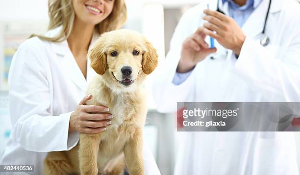 golden retriever puppy at vet's office. - smiling brown dog stock pictures, royalty-free photos & images