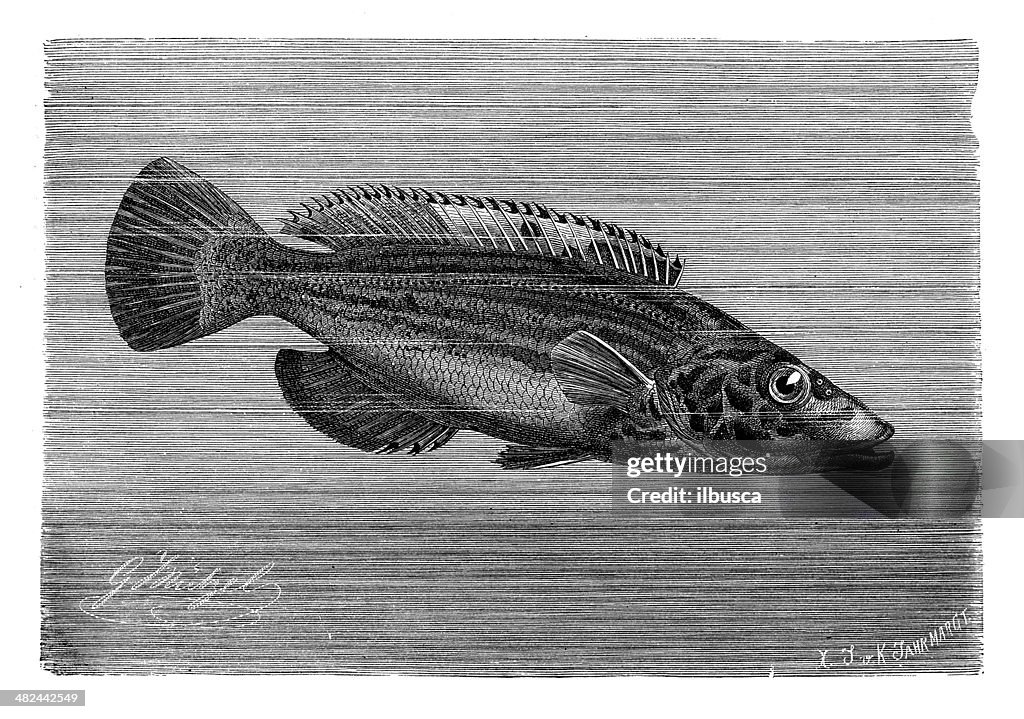 Antique illustration of cuckoo wrasse (Labrus mixtus)