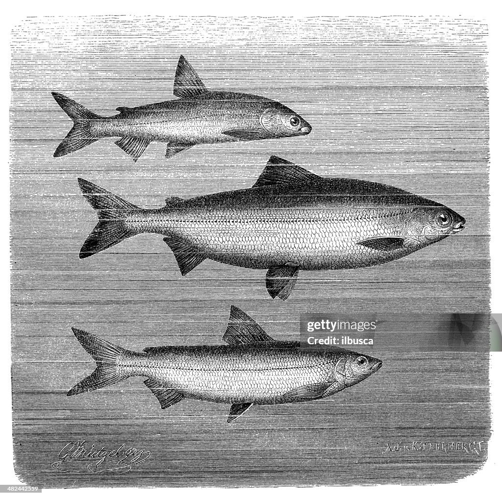 Antique illustration of gravenche, Coregonus wartmanni and true fera