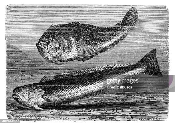 antique illustration of atlantic stargazer and greater weever - stargazer fish stock illustrations