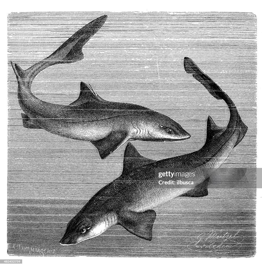 Antique illustration of spiny dogfish or spurdog and common smooth-hound