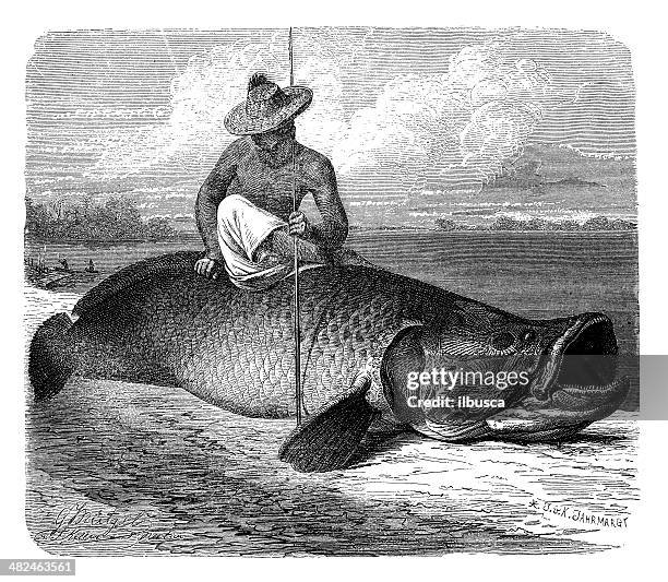 vintage illustration der pirate-criminal, pirarucu oder paiche (pirate-criminal gigas) - arapaima stock-grafiken, -clipart, -cartoons und -symbole