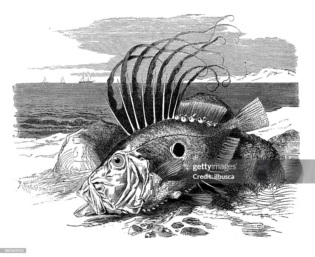 Antique illustration of John Dory or Peter's Fish (zeus faber)