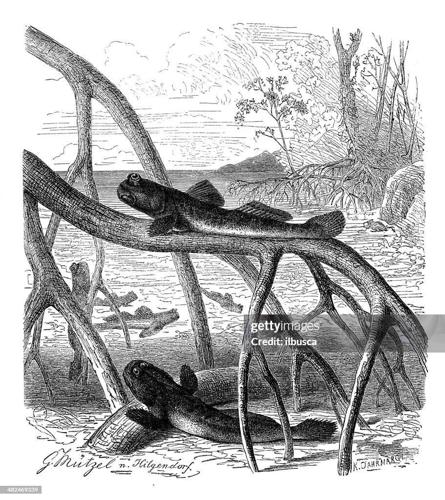Antique illustration of Mudskipper (Periophthalmus koelreuteri)