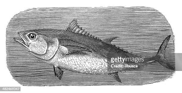 ilustrações de stock, clip art, desenhos animados e ícones de antiguidade ilustração de atlantic atum rabilho (thunnus thynnus) - scombridae
