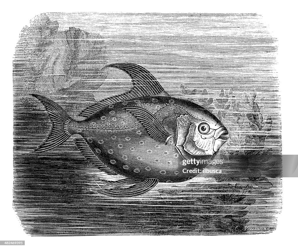 Antique illustration of opah, cravo, moonfish, kingfish (Lampris guttatus)