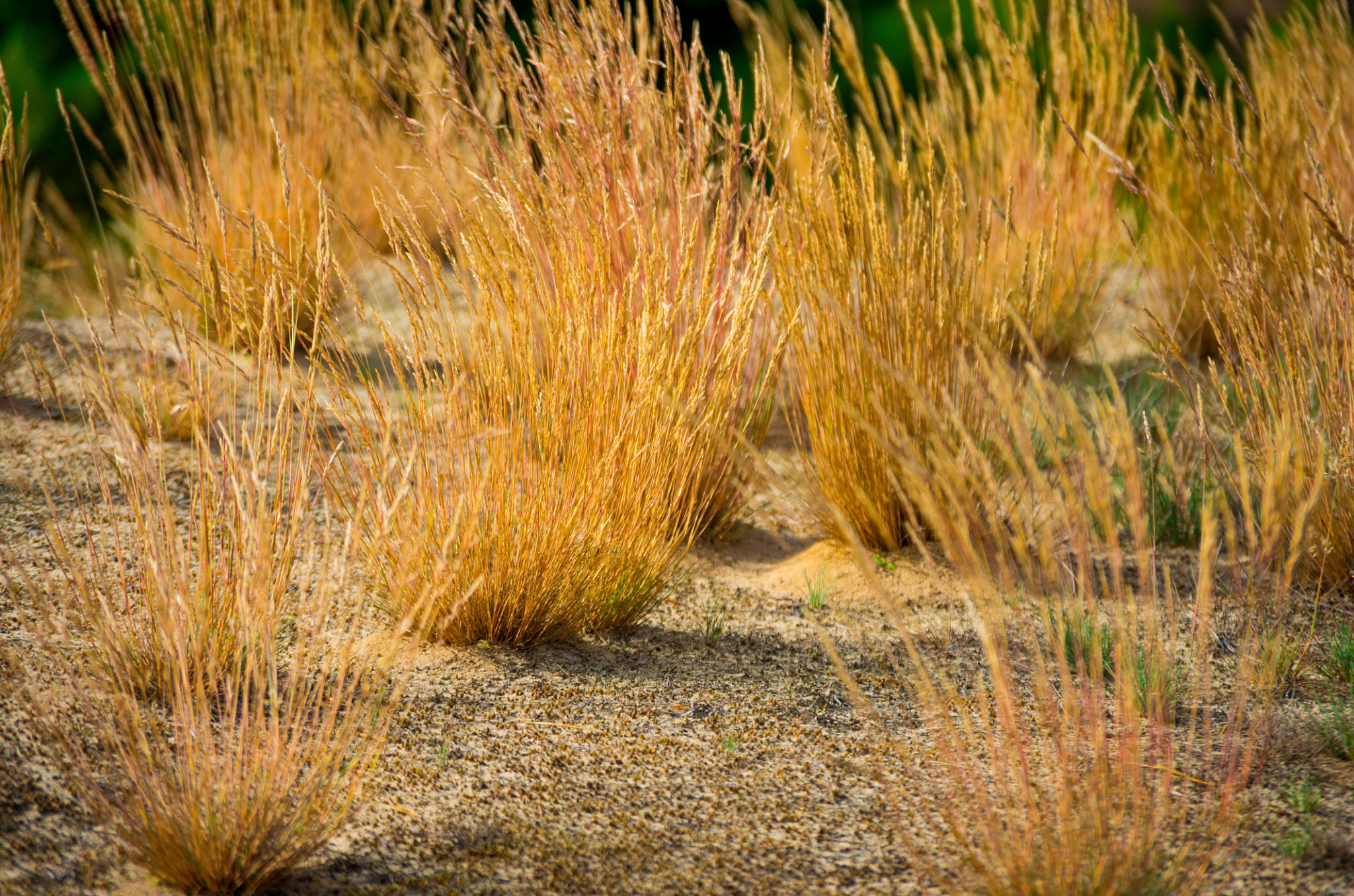 drought-resistant grass