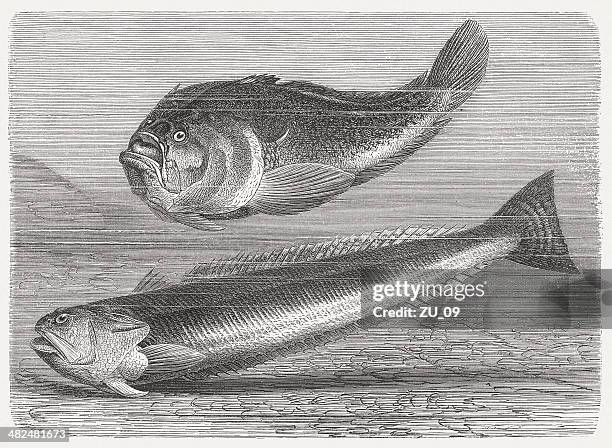 atlantic stargazer and greater weever, wood engraving, published in 1884 - stargazer fish stock illustrations